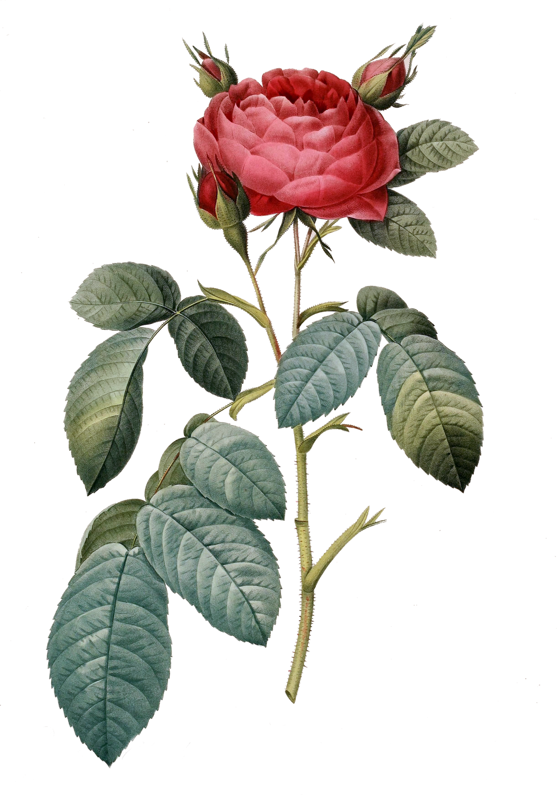 vintage rose clipart - photo #41