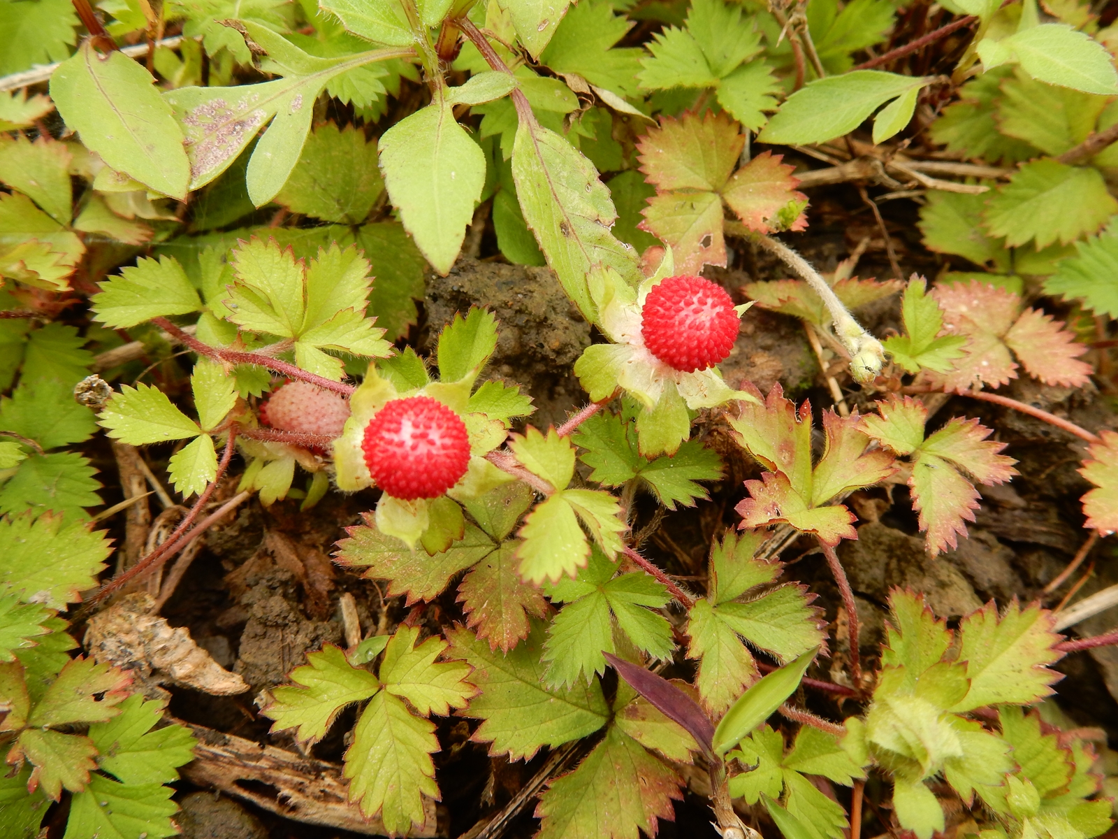 saraca: 蛇莓（地莓）