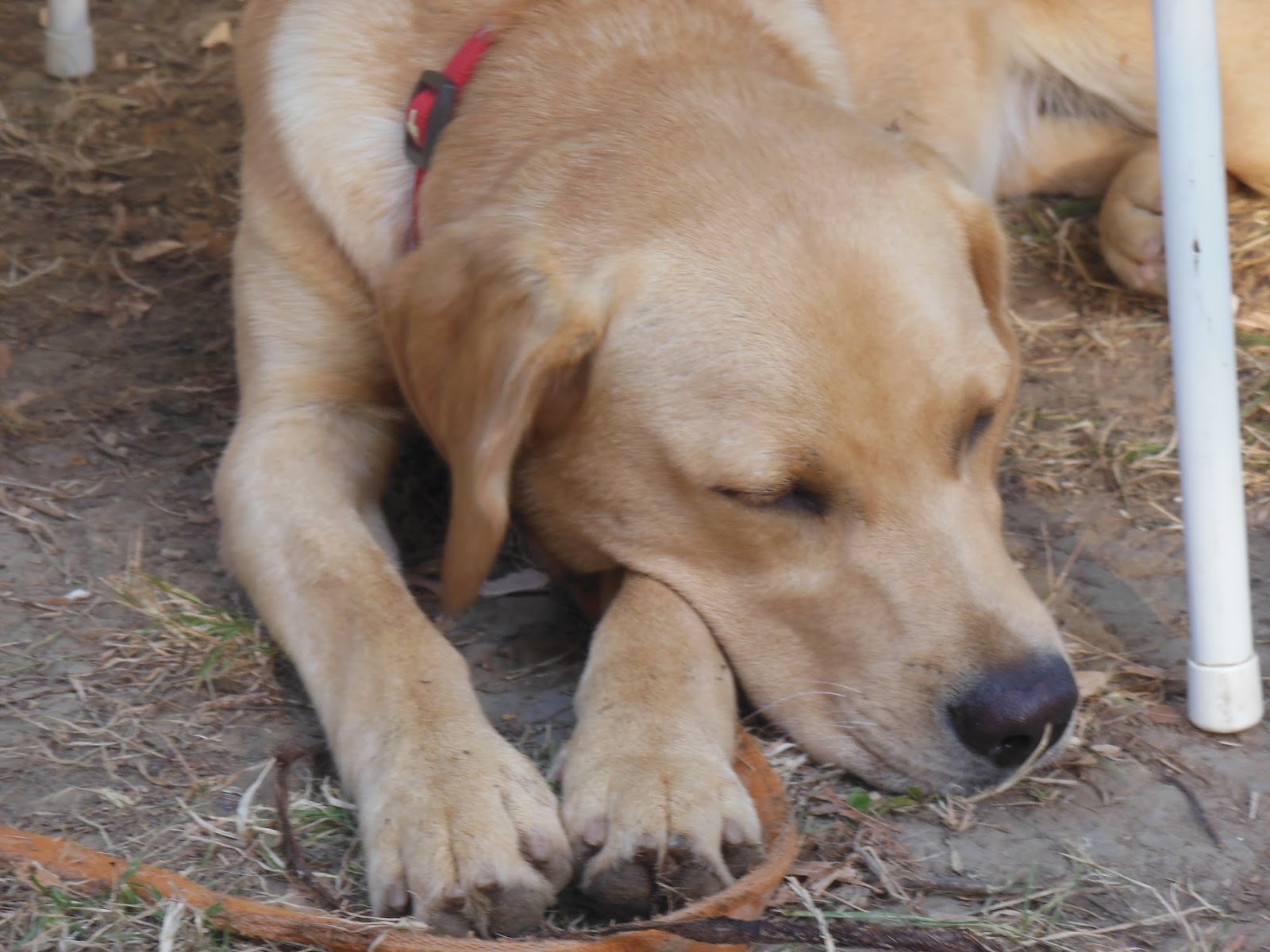hund bauchspeicheldrüsenentzündung