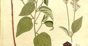 Native Florida Wildflowers Littleleaf New Jersey Tea Ceanothus