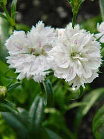 Allan Gardens Conservatory 2015 Spring Flower Show white Dianthus barbatus Sweet William by garden muses-not another Toronto gardening blog