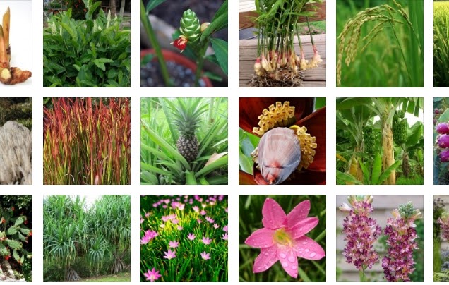 Dunia Monocotyledonae