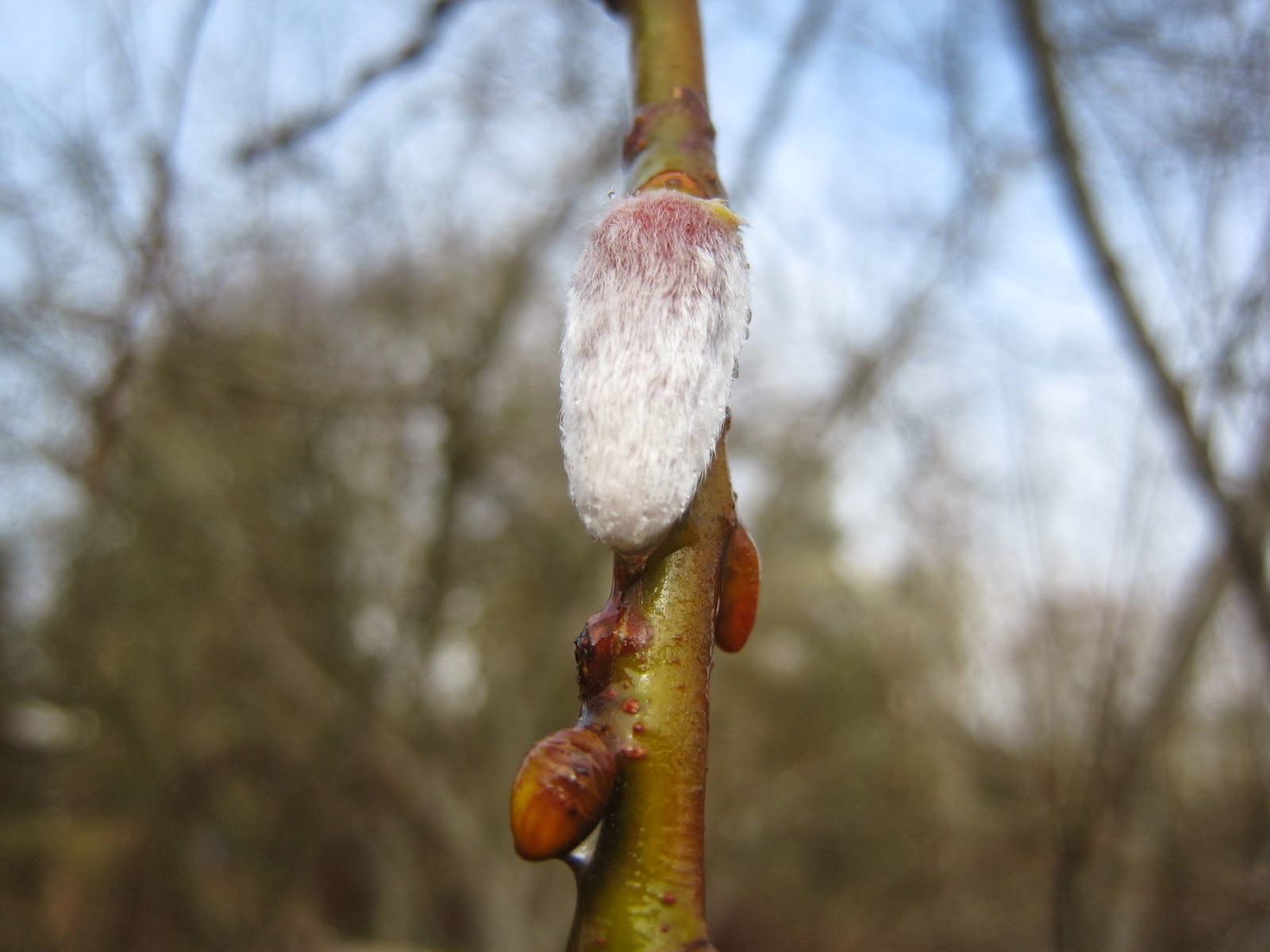 Dreaming A Beautiful World Willow Tree Medicine