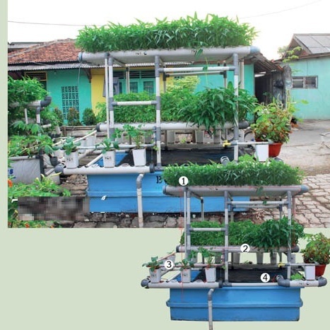 Enam model  aquaponik untuk lahan sempit Fokus Tanaman 