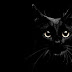 Cat Wallpaper Black 