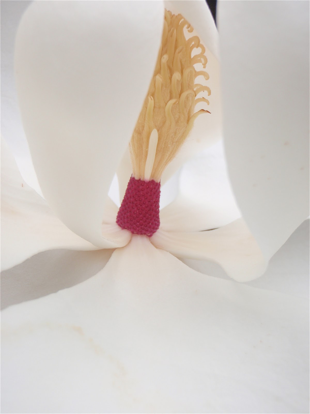 LifeLookLens Steel Magnolias & Cheekwood Blooms