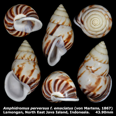 Amphidromus perversus f. emaciatus 43.90mm
