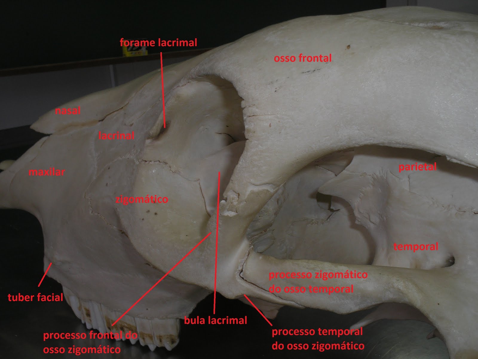 SOS Medicina Veterinária: Anatomia II - Cranio - Ruminante, suino ...