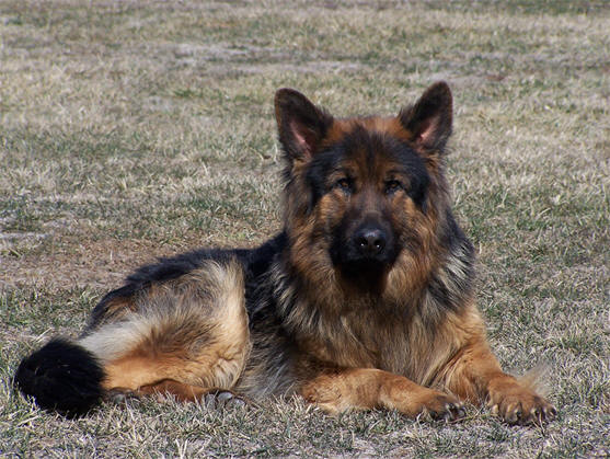 Long Haired German Shepherd Dog | Dog German Shepherds