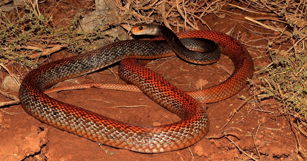 Ular Asli Indonesia Oxyuranus scutellatus