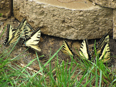 "Puddling" Tiger Swallowtails