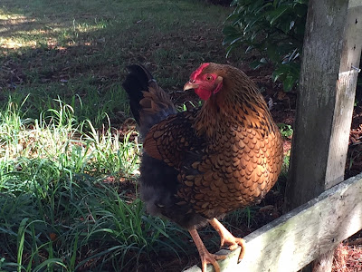 wyandotte chicken on fence