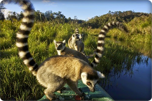 أجمل 10 مناطق للحياة البرية