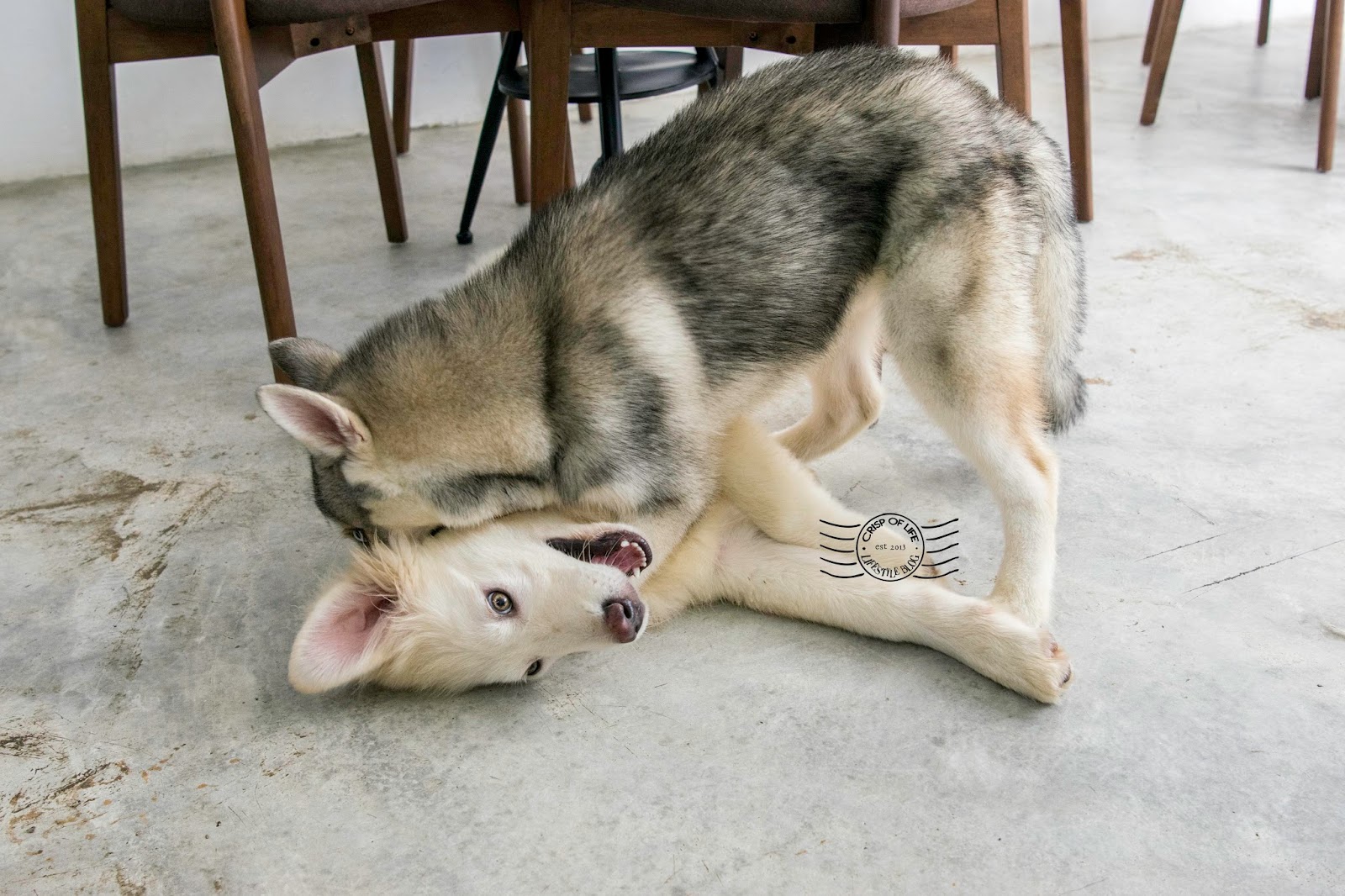 White Paws Mansion Dog House & Cafe Noordin Street, Penang Crisp of