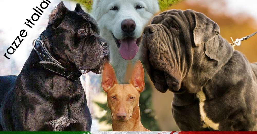 MorsoRosso RAZZE CANINE ITALIANE