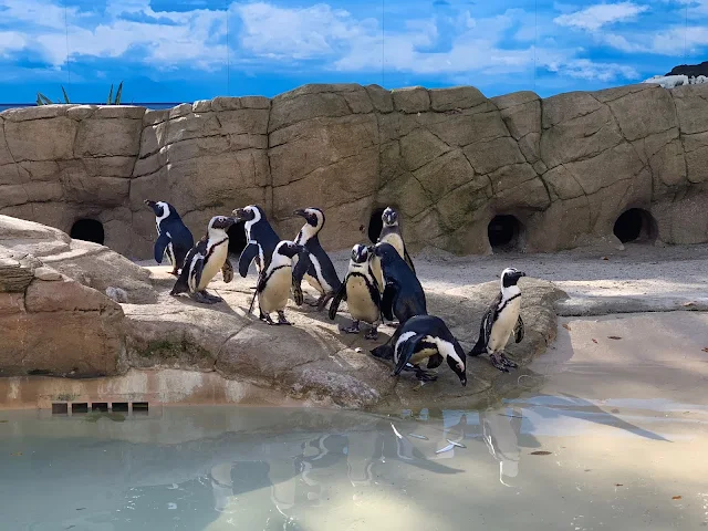 Some penguins standing next to a pool of water having been fed