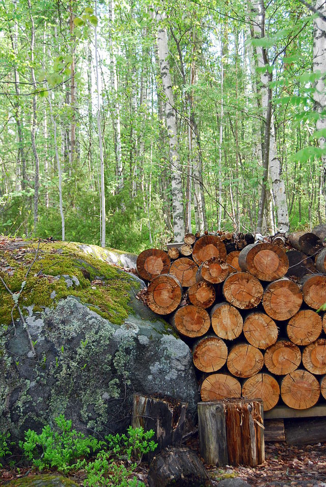 finnish forest suomalainen metsä, forest, suomi, finland, keski-suomi, alvar aalto, experimental house, koetalo