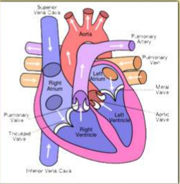heart