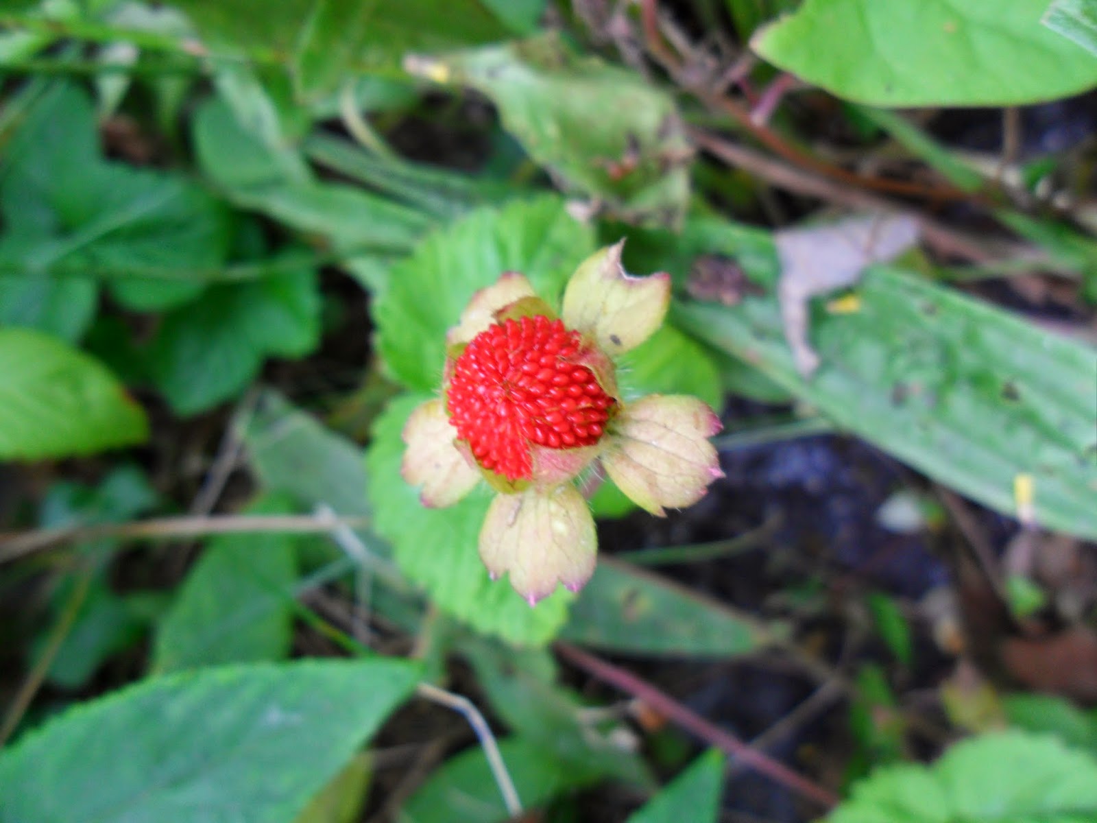 BSBI Cymru Yellowflowered Strawberry at St Hilary