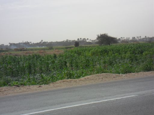 مزارع للبيع : مزرعة بطريق مصر اسيوط الزراعى  11 فدان و16,5 قيراط