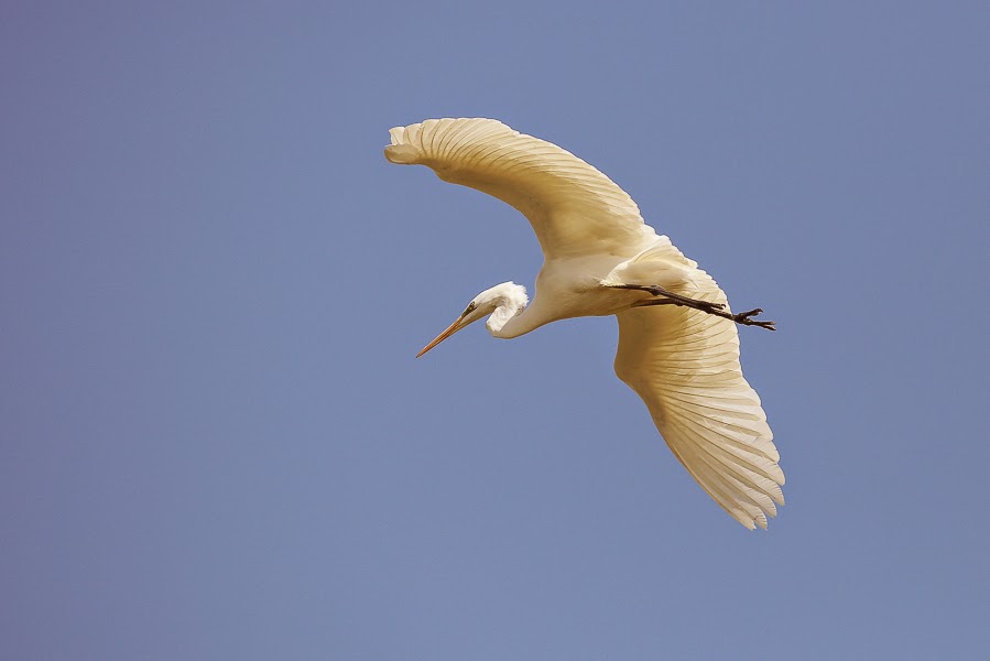 Western Great Egret