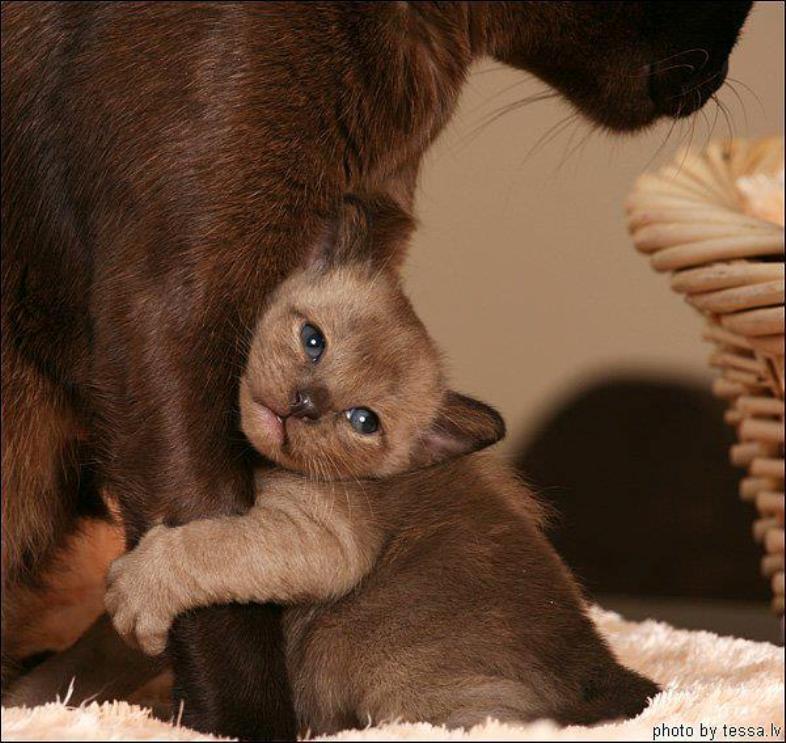 Слизать ребенка. Бурманская кошка. Котята с мамой. Мама кошка и котенок. Детеныш кошки.