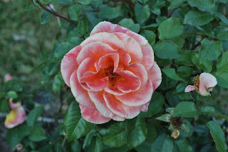 shell pink rose