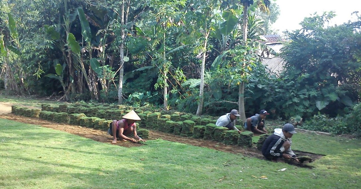RUMPUT ZOYSIA MATRELLA ATAU RUMPUT MANILA ( RUMPUT JEPANG ...