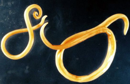 Cacing yang dapat dimakan dan mengandung protein yang tinggi adalah