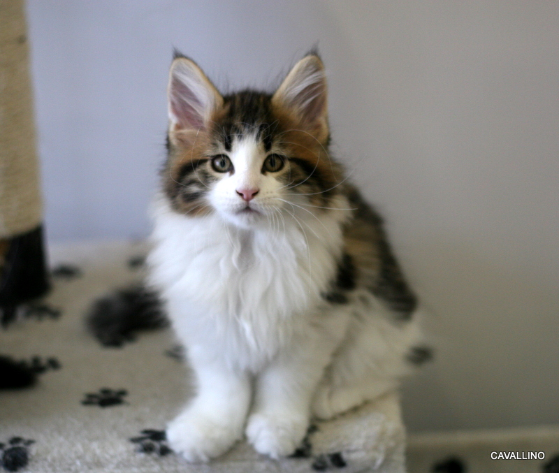 Cavallino 猫 ねこ ネコ みんなミニメインクーン 子猫通信