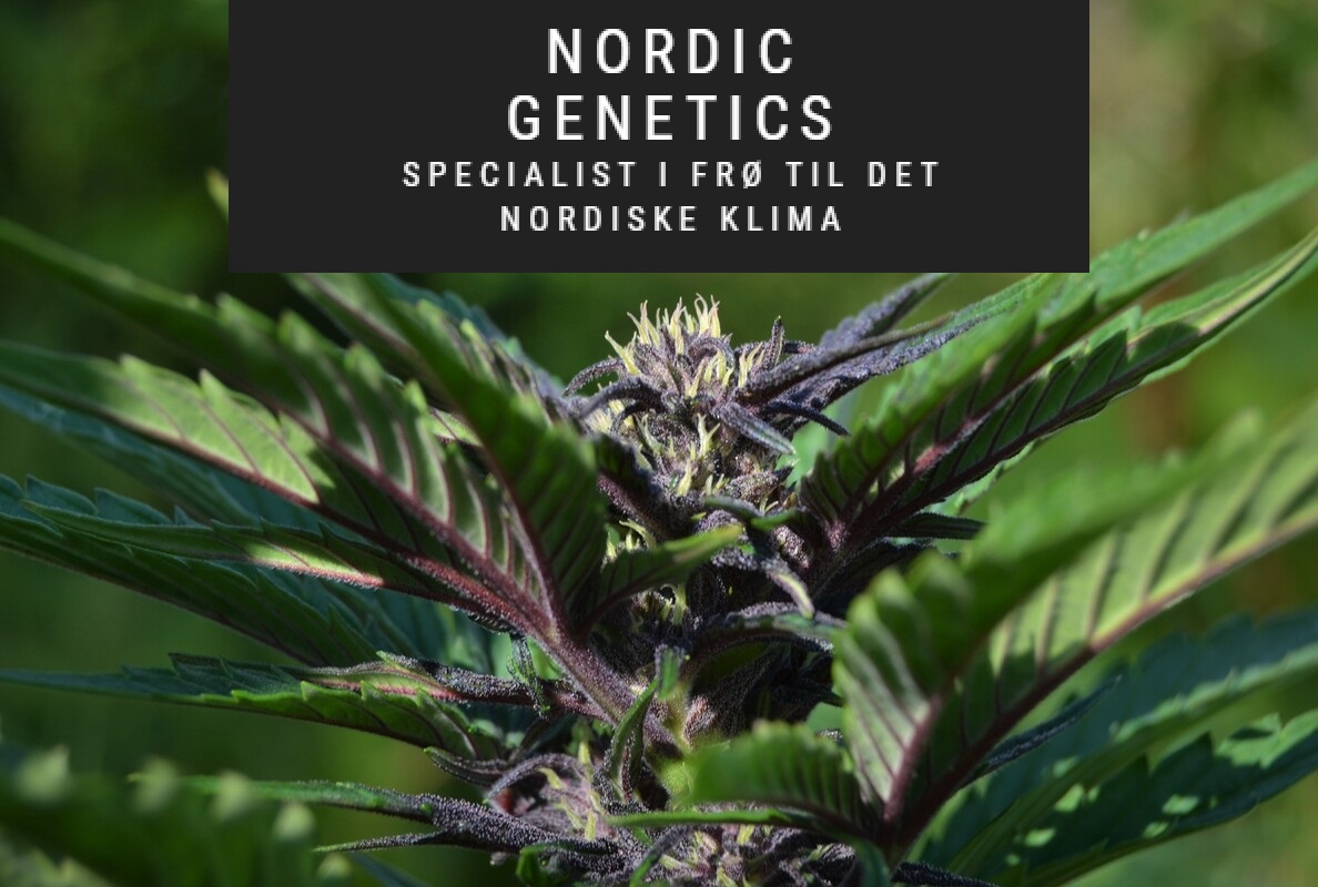 Nordic Genetics