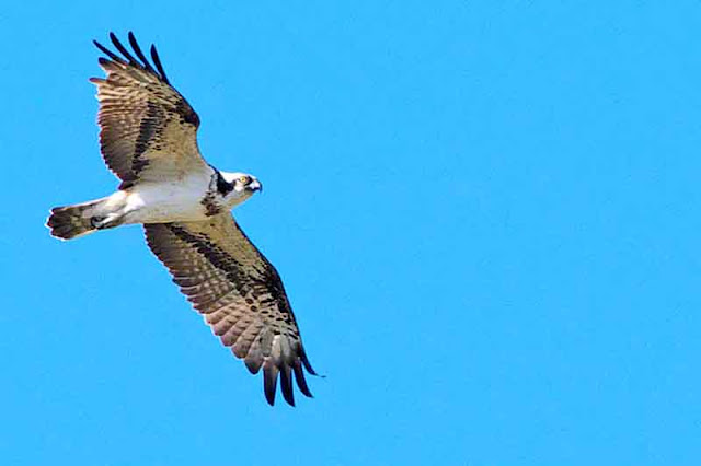 birds, nature, Osprey, flight, wildlife, Japan