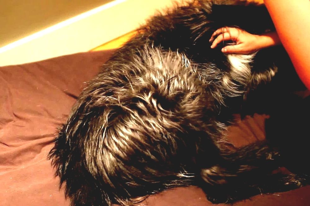 Scratch Reflex Where To Scratch A Dog