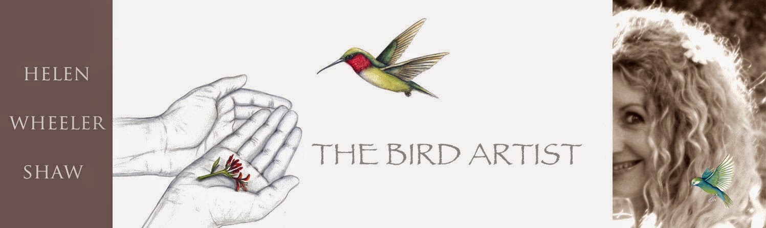 The Bird Artist - HELEN WHEELER-SHAW