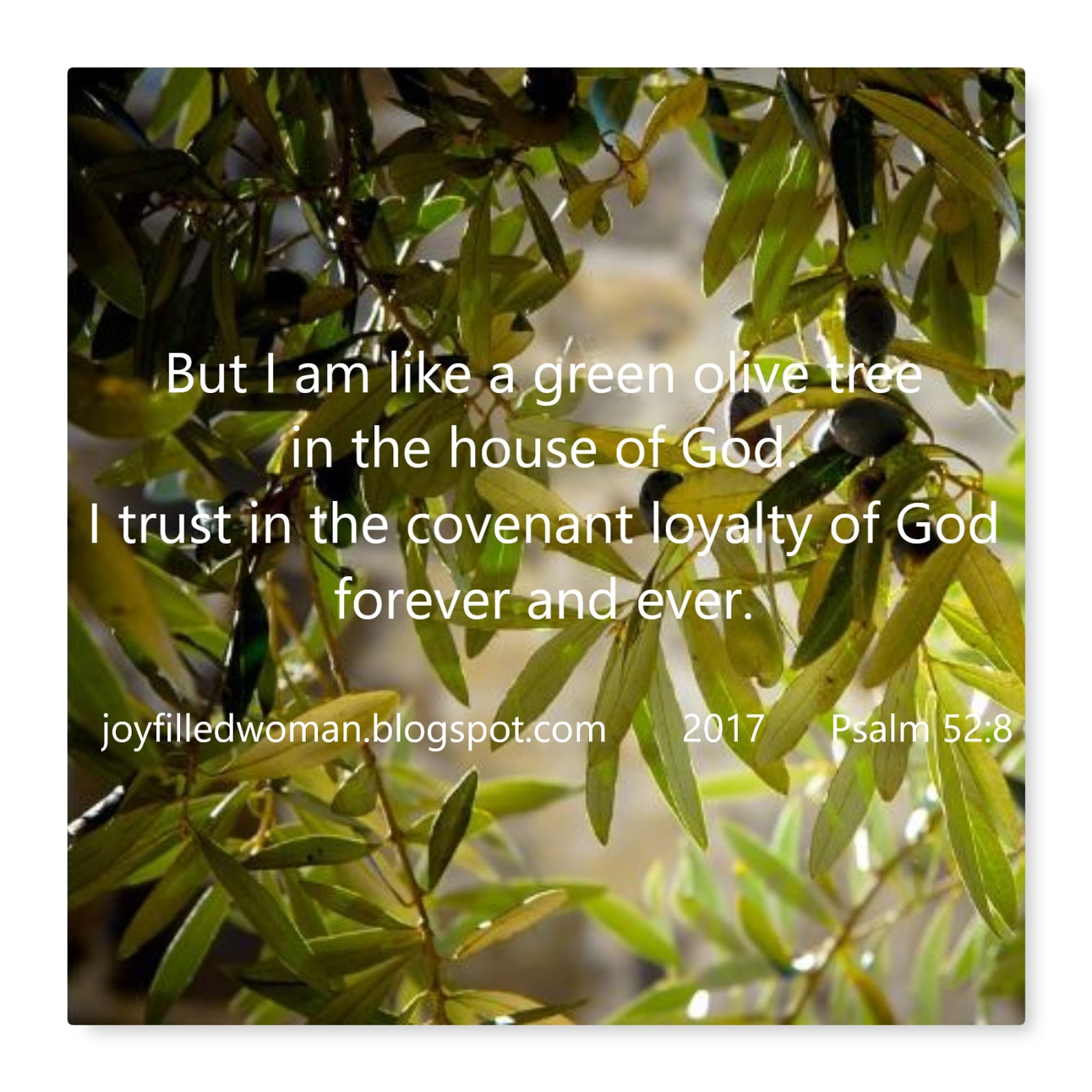 A Joy Filled Woman A Green Olive Tree in God's House Psalm 528