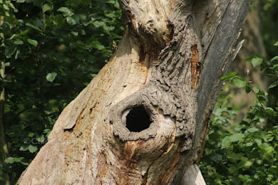 random acts of wildness nature challenge 30 days wild oak tree