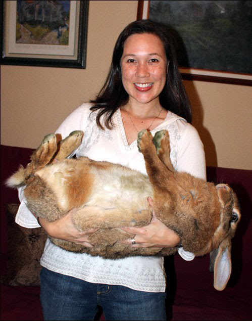 Photo : 太りすぎた巨漢のウサギ ! !
