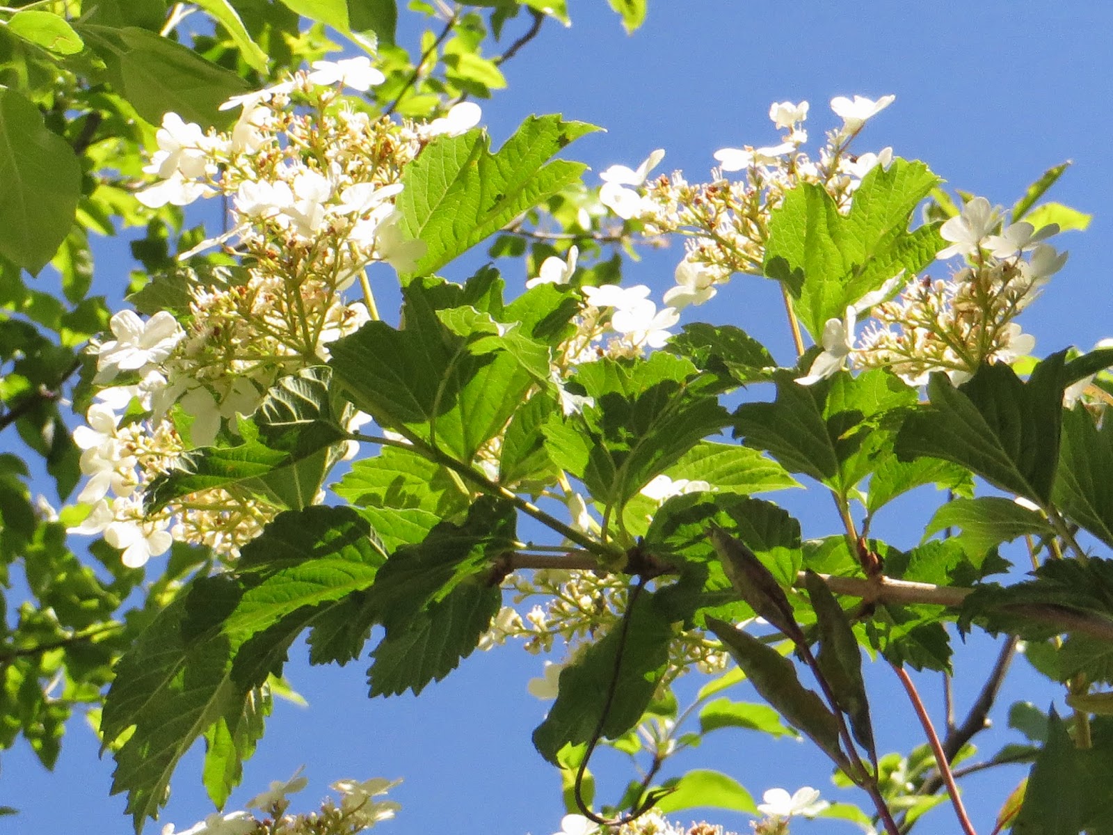 Gardening Granny S Gardening Pages Ninebark