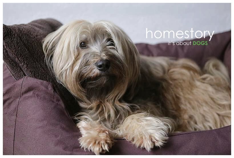 homestory: Tibeter Chiru gewährt ganz private Einblicke - ABOUT DOGS ...