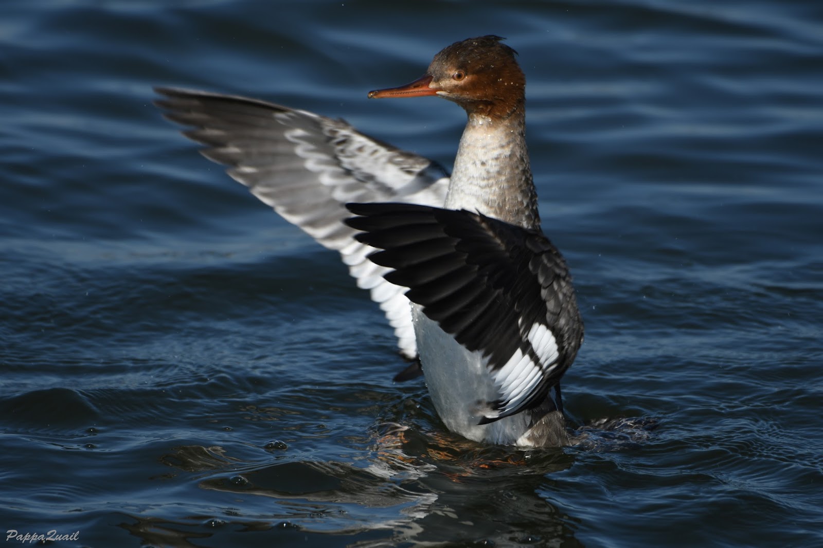 red-breasted-merganser-female-lipstick-lesbian-anal-photos