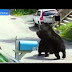 Δύο αρκούδες τσακώνονται στη μέση του δρόμου στο Νιου Τζέρσι (VIDEO)