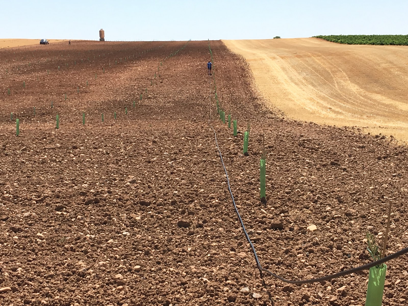 An original irrigation system for olive trees Earthenware jar