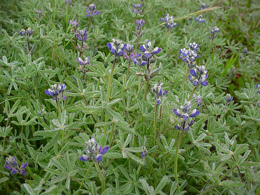 Mother Nature's Backyard A Waterwise Garden Plant of the Month