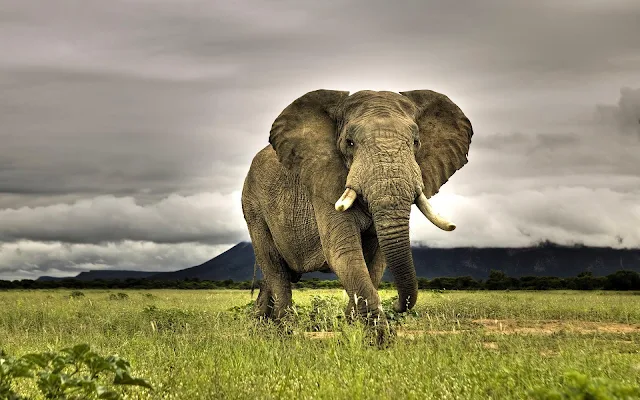 Foto van een grote olifant in de aanval