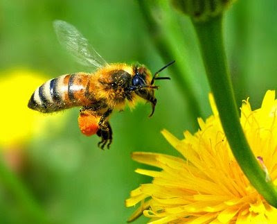 foto lebah - gambar hewan - foto lebah