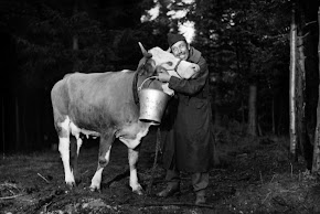 La vache et le prisonnier