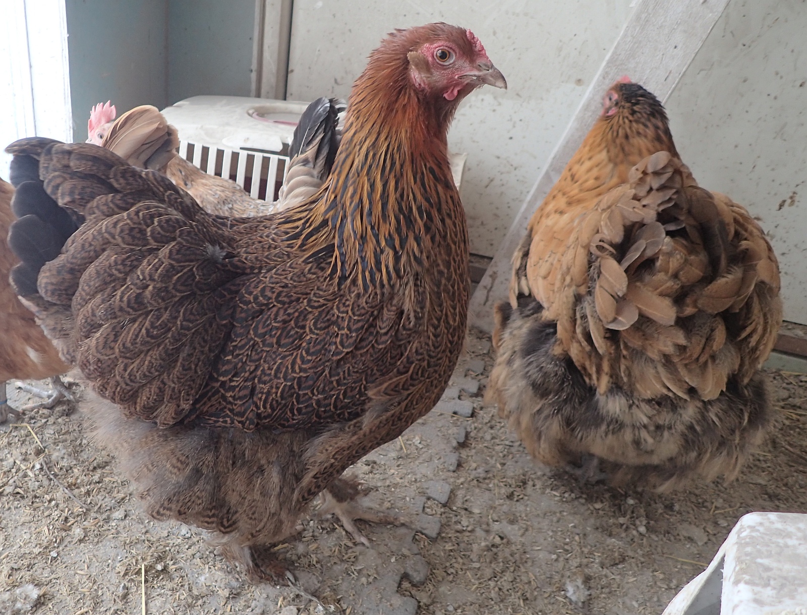 TUOHIMUTKAN KANALA: Kallen komeat rouvat