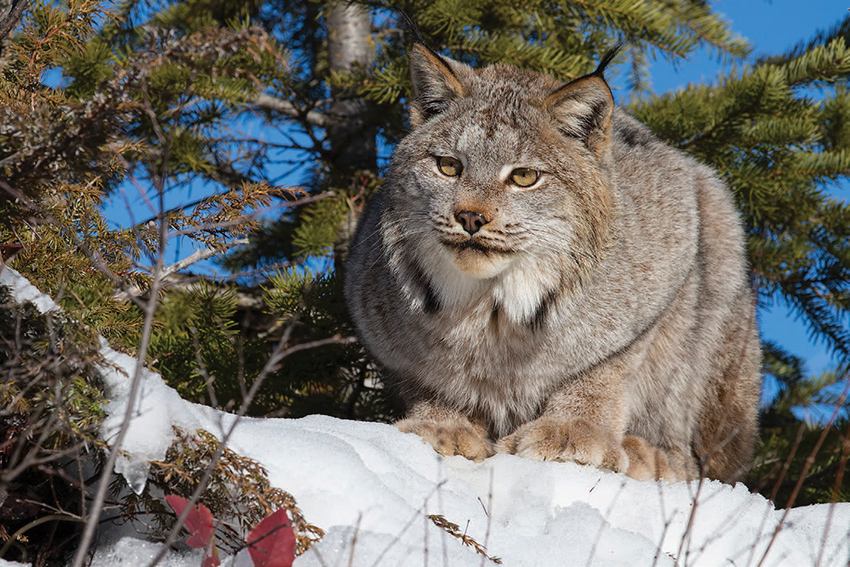 ADK Forever Wild The Adirondacks and the Canadian Lynx