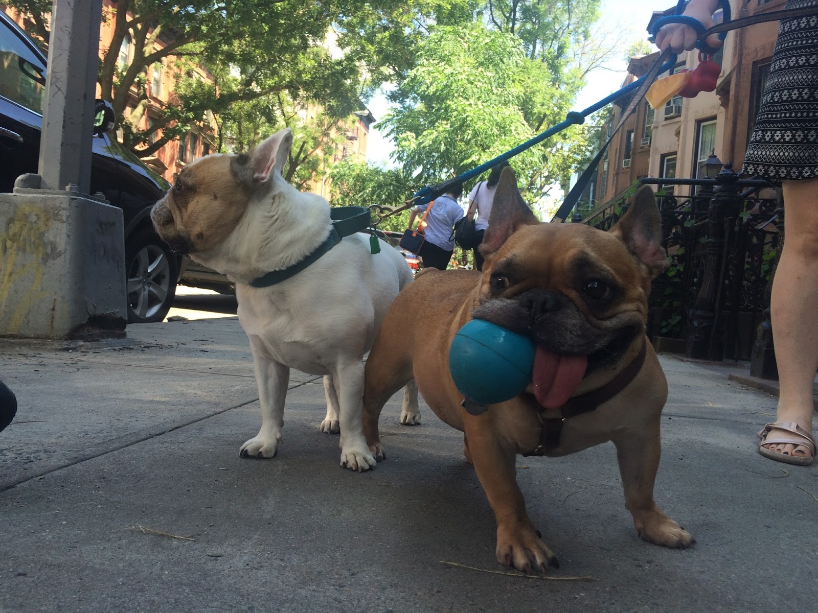 Jason The Dog Walker and Company.