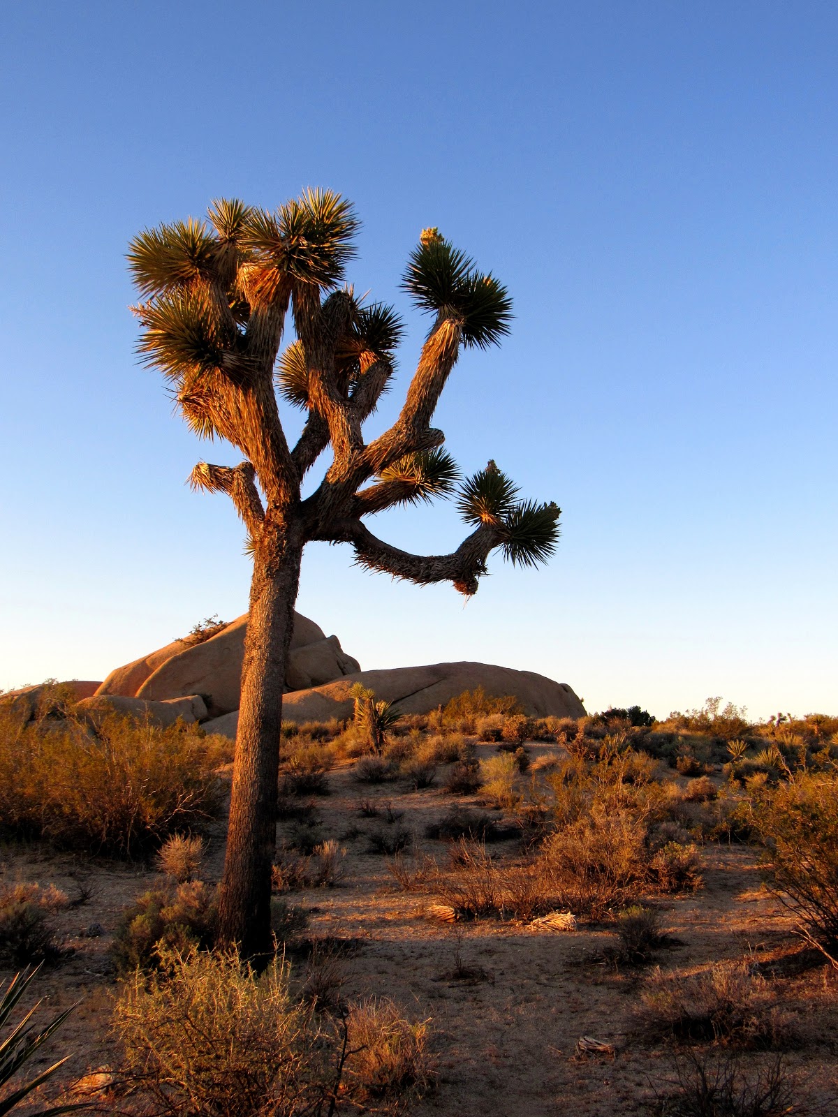 Joshua Tree Plant Nyt: Science Vs. Survival - 410zpar